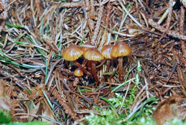 Galerina nana   (Petri)    Khner